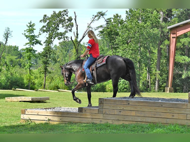 Fries paard Ruin 7 Jaar 163 cm Zwart in Nottingham