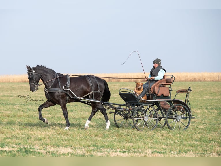 Fries paard Ruin 7 Jaar 163 cm Zwart in Fairbank IA