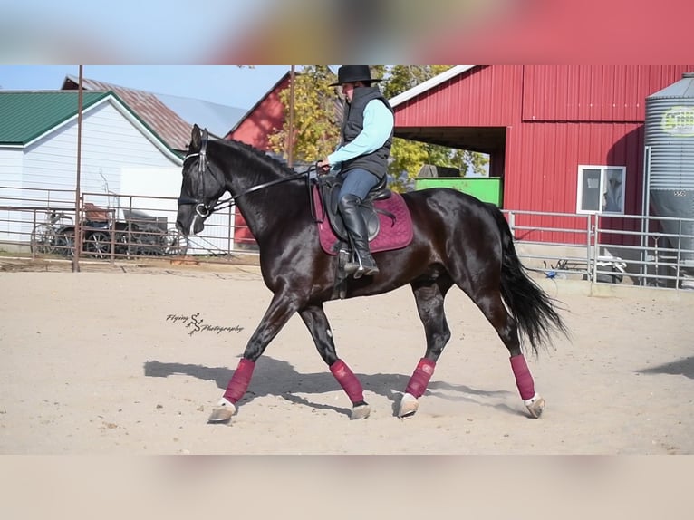 Fries paard Ruin 7 Jaar 163 cm Zwart in Fairbank IA