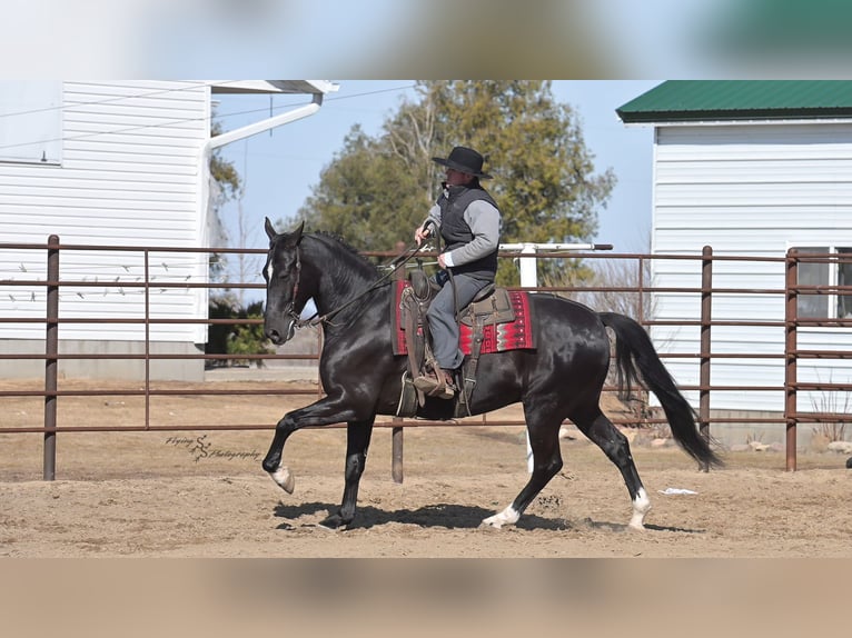 Fries paard Ruin 7 Jaar 163 cm Zwart in Fairbank IA
