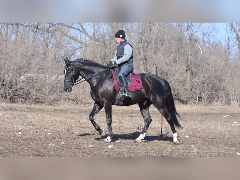 Fries paard Ruin 7 Jaar 163 cm Zwart in Fairbank IA