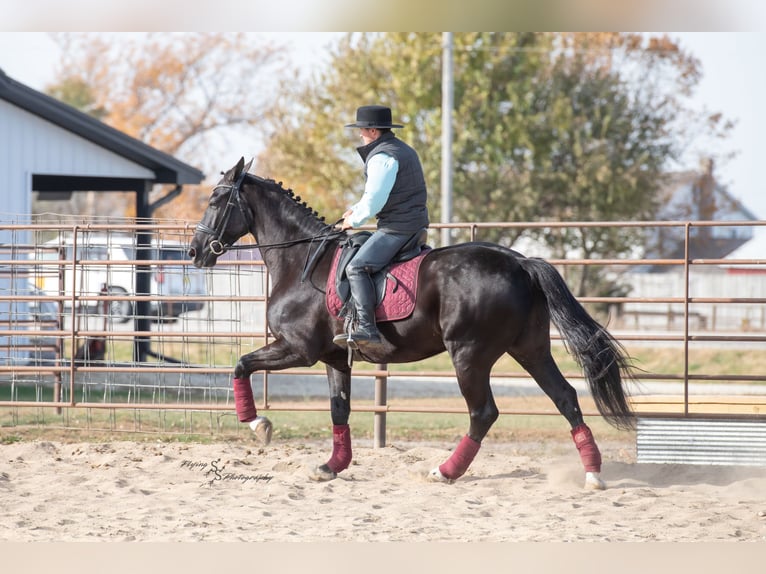 Fries paard Ruin 7 Jaar 163 cm Zwart in Fairbank IA