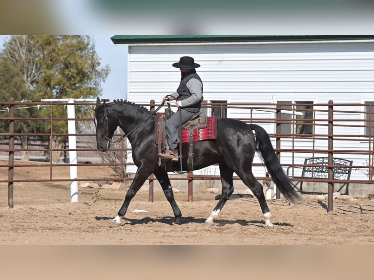 Fries paard Ruin 7 Jaar 163 cm Zwart in Fairbank IA