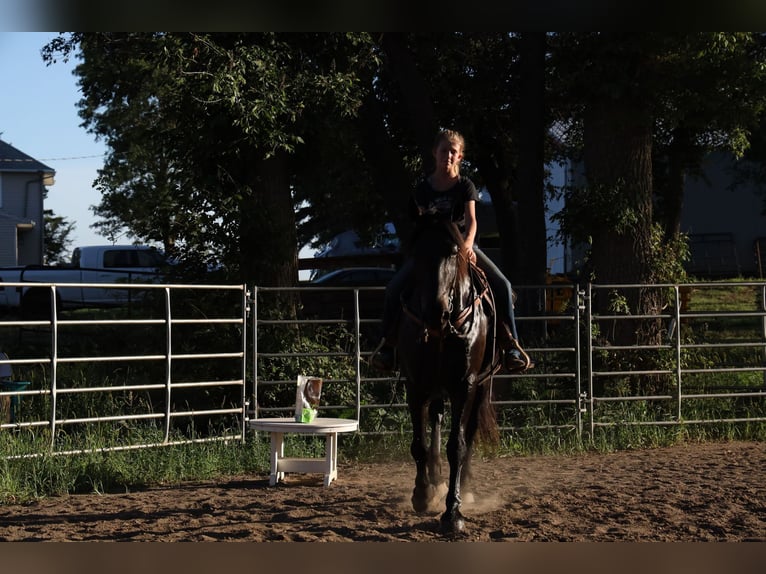 Fries paard Ruin 7 Jaar 163 cm Zwart in Windom MN