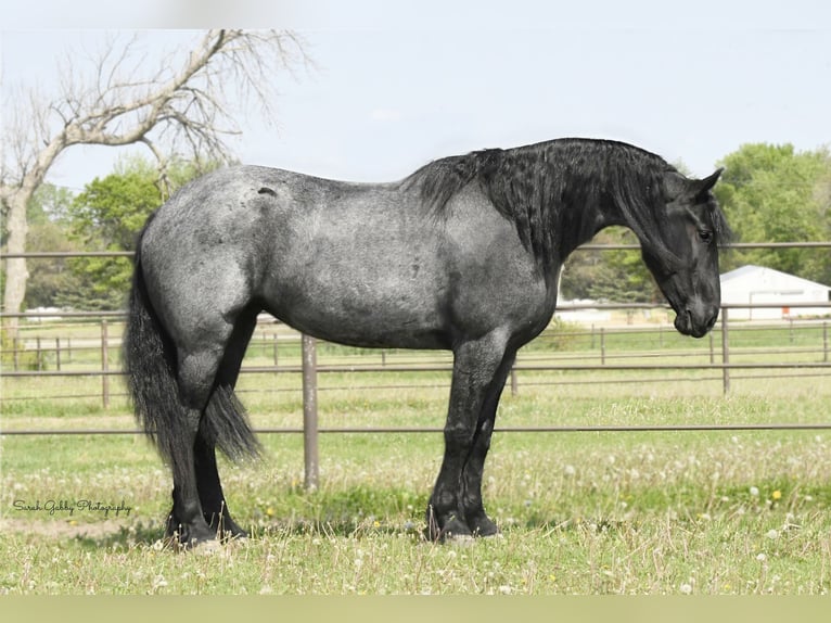 Fries paard Ruin 7 Jaar 165 cm Roan-Blue in Oelwein IA