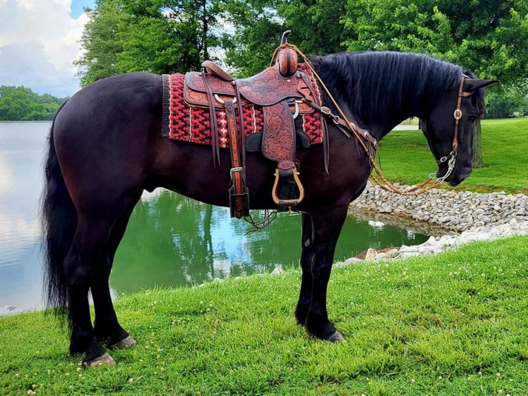 Fries paard Ruin 7 Jaar 165 cm Zwart in Robards, KY