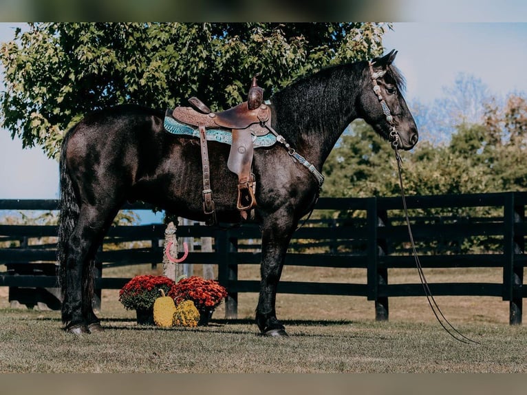 Fries paard Ruin 7 Jaar 165 cm Zwart in Alkmaar