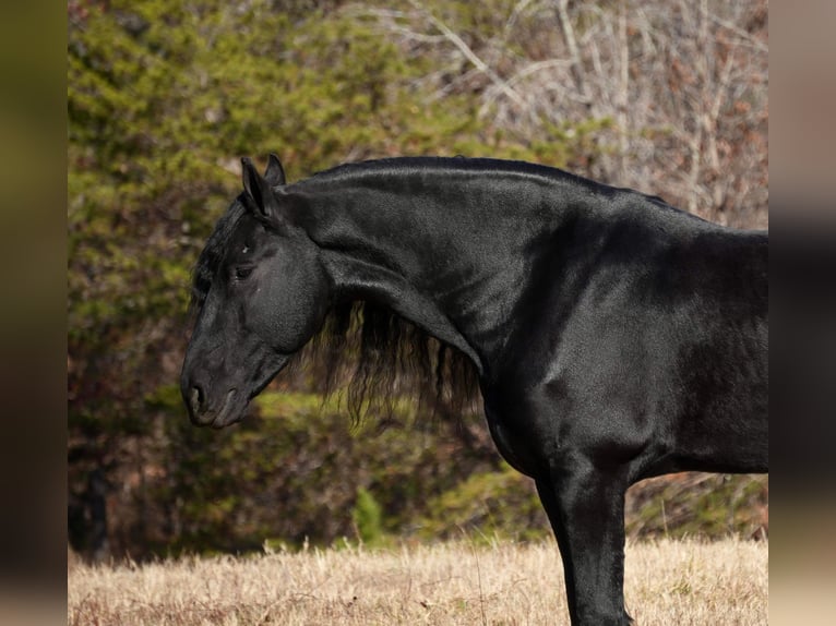 Fries paard Ruin 7 Jaar 165 cm Zwart in Fresno
