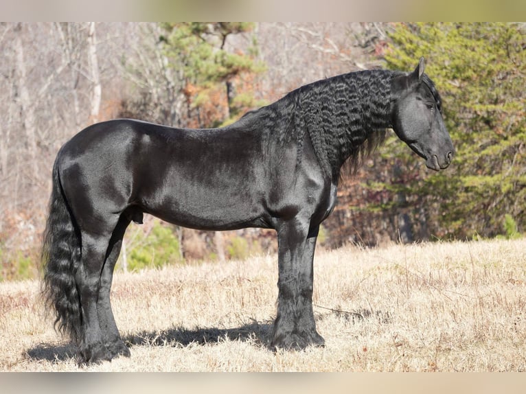 Fries paard Ruin 7 Jaar 165 cm Zwart in Fresno