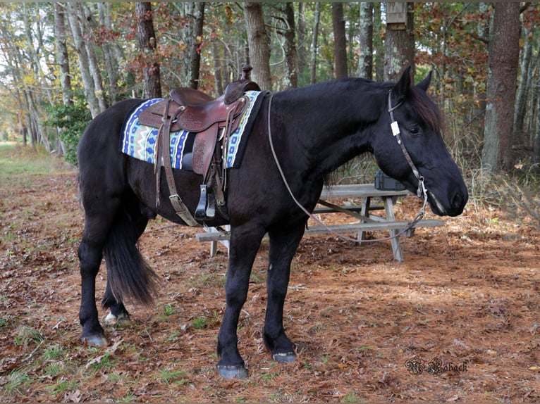 Fries paard Ruin 7 Jaar 165 cm Zwart in Rochester MA