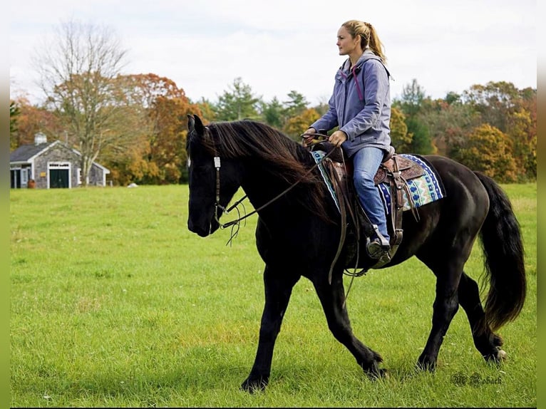 Fries paard Ruin 7 Jaar 165 cm Zwart in Rochester MA