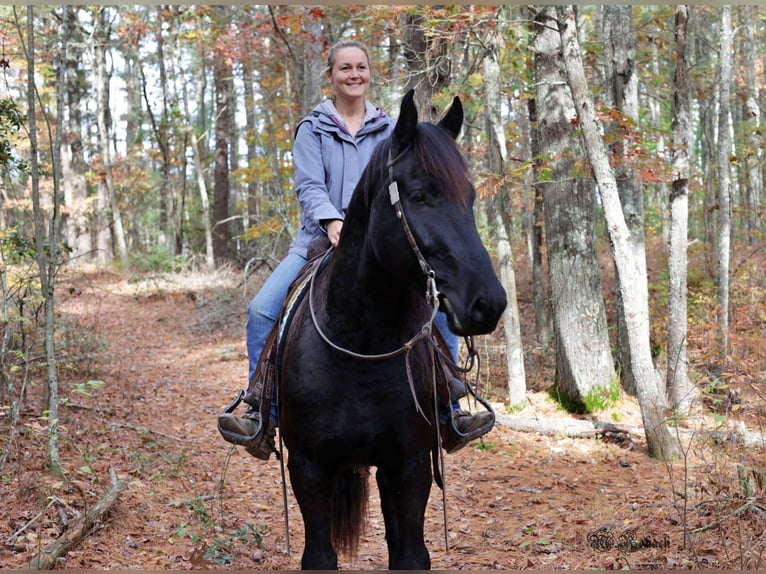 Fries paard Ruin 7 Jaar 165 cm Zwart in Rochester MA