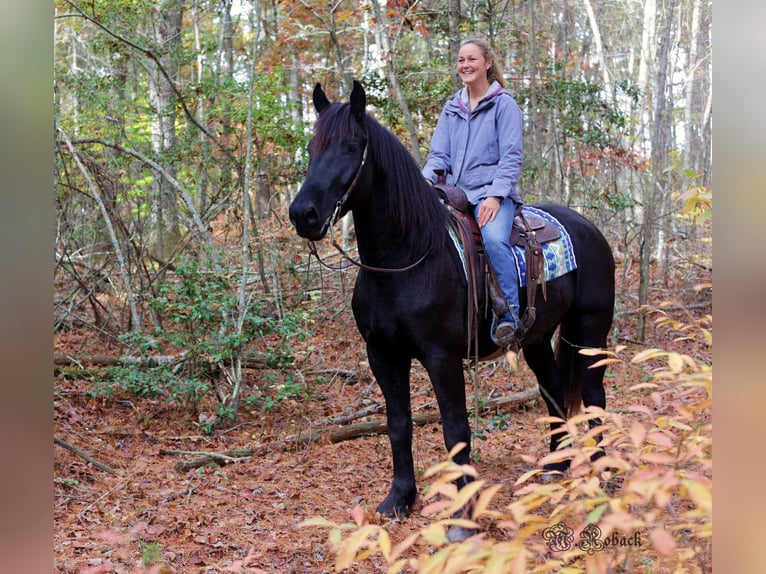 Fries paard Ruin 7 Jaar 165 cm Zwart in Rochester MA