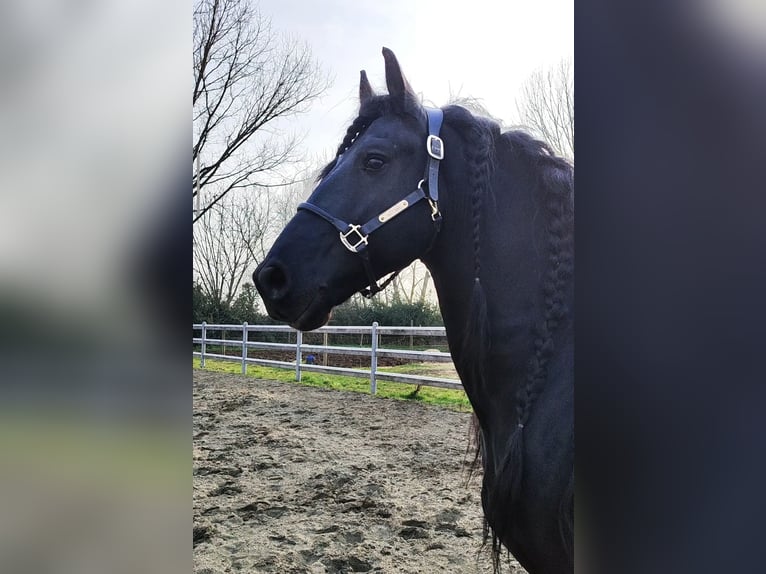 Fries paard Ruin 7 Jaar 167 cm in Torino