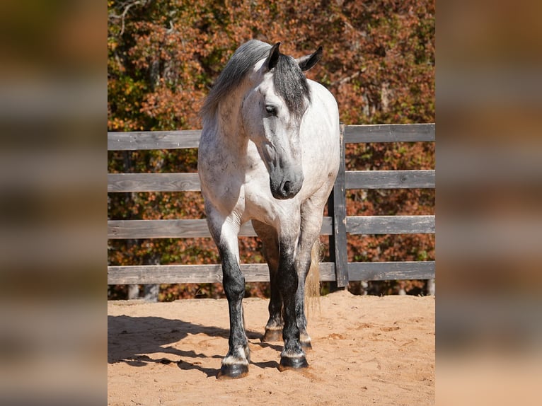 Fries paard Mix Ruin 7 Jaar 168 cm Schimmel in Clover