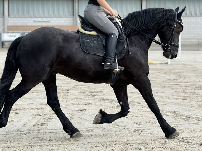 Fries paard Ruin 7 Jaar 168 cm Zwart in Montabaur