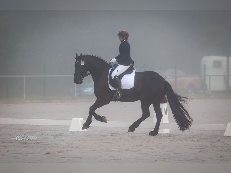 Fries paard Ruin 7 Jaar 168 cm Zwart in Montabaur