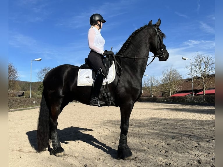 Fries paard Ruin 7 Jaar 168 cm Zwart in Perchtoldsdorf