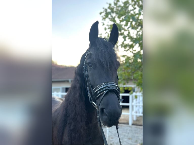 Fries paard Ruin 7 Jaar 168 cm Zwart in Perchtoldsdorf