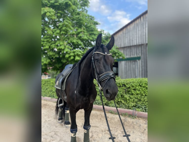 Fries paard Ruin 7 Jaar 168 cm Zwart in Perchtoldsdorf