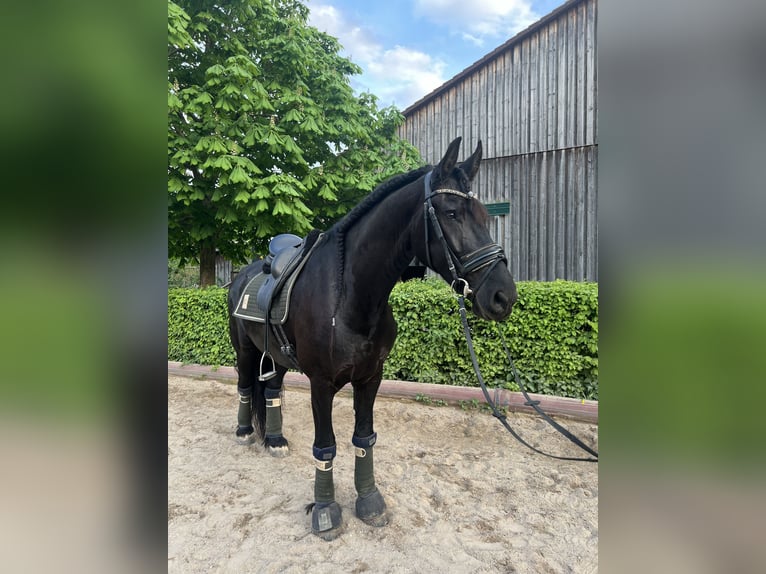 Fries paard Ruin 7 Jaar 168 cm Zwart in Perchtoldsdorf