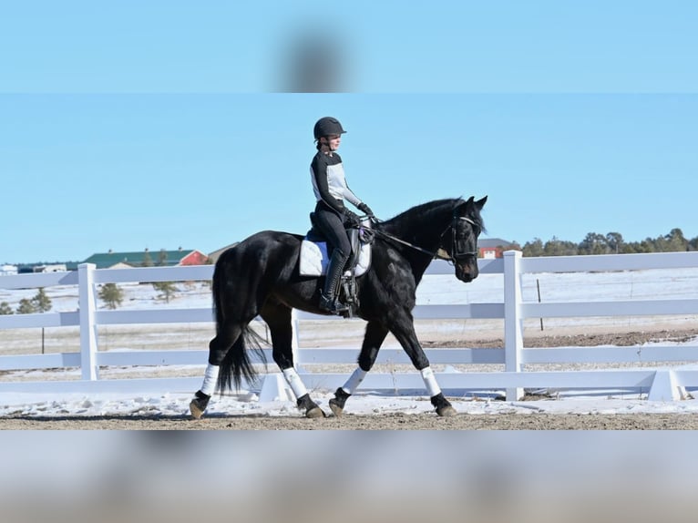 Fries paard Ruin 7 Jaar 170 cm Donkerbruin in Peyton