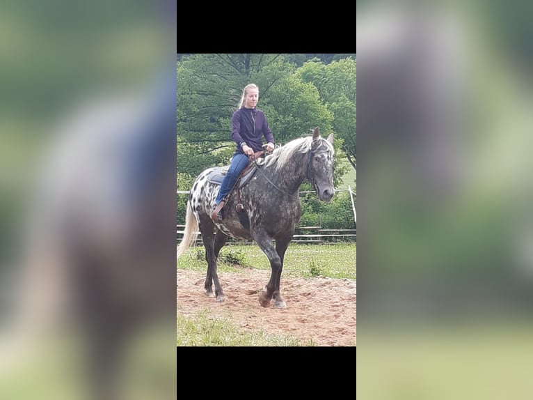 Fries paard Mix Ruin 7 Jaar 170 cm Overo-alle-kleuren in Hohenburg