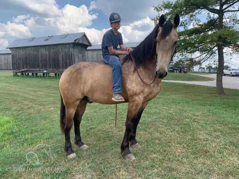 Fries paard Ruin 7 Jaar 173 cm Buckskin in Lawrenceburg, KY