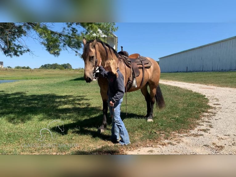 Fries paard Ruin 7 Jaar 173 cm Buckskin in Lawrenceburg, KY