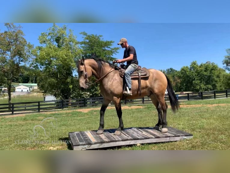 Fries paard Ruin 7 Jaar 173 cm Buckskin in Lawrenceburg, KY