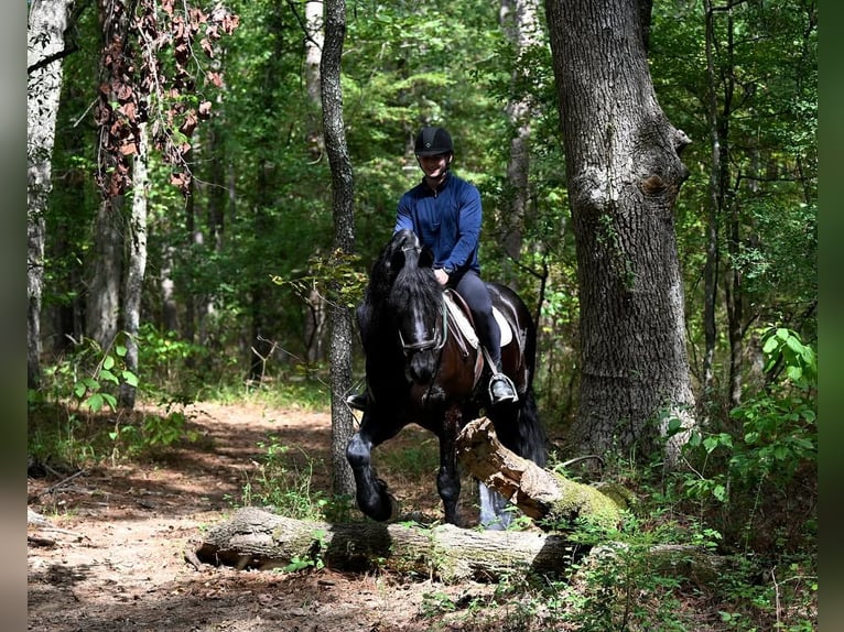 Fries paard Ruin 7 Jaar 173 cm Zwart in Croydon