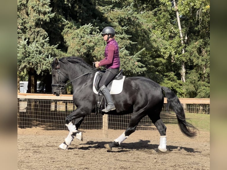Fries paard Ruin 7 Jaar 173 cm Zwart in Marseille 06