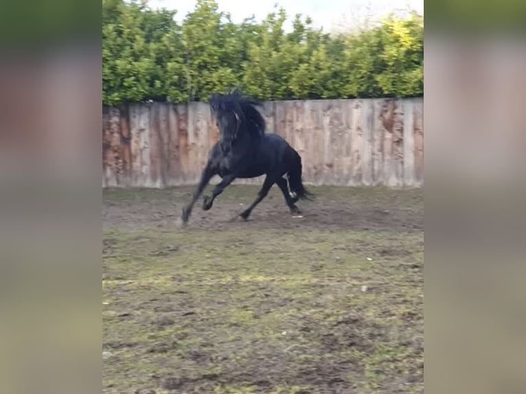 Fries paard Ruin 7 Jaar 173 cm Zwart in Kent