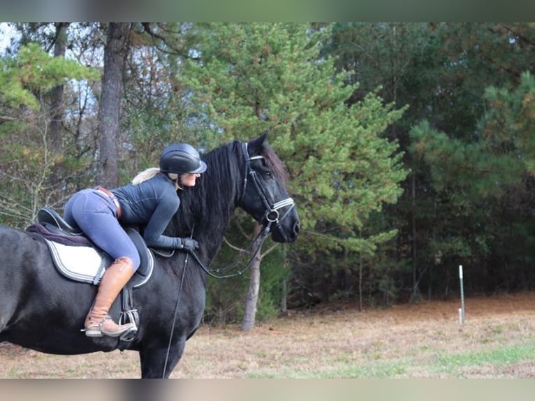 Fries paard Ruin 7 Jaar 173 cm Zwart in Tampa,Florida