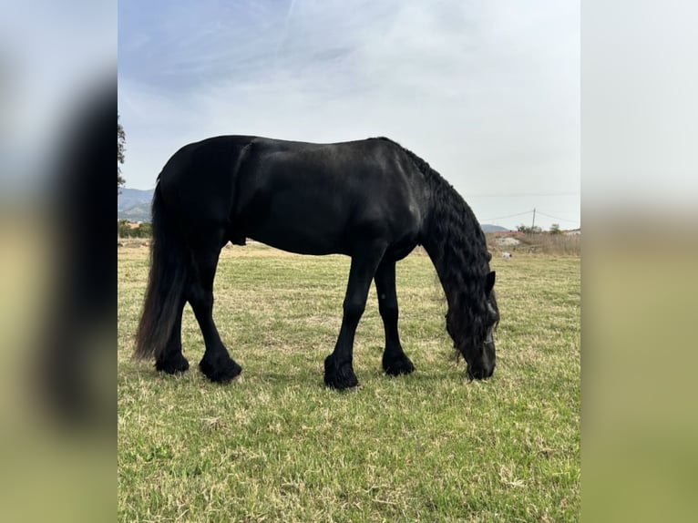 Fries paard Ruin 7 Jaar 173 cm Zwart in Tampa