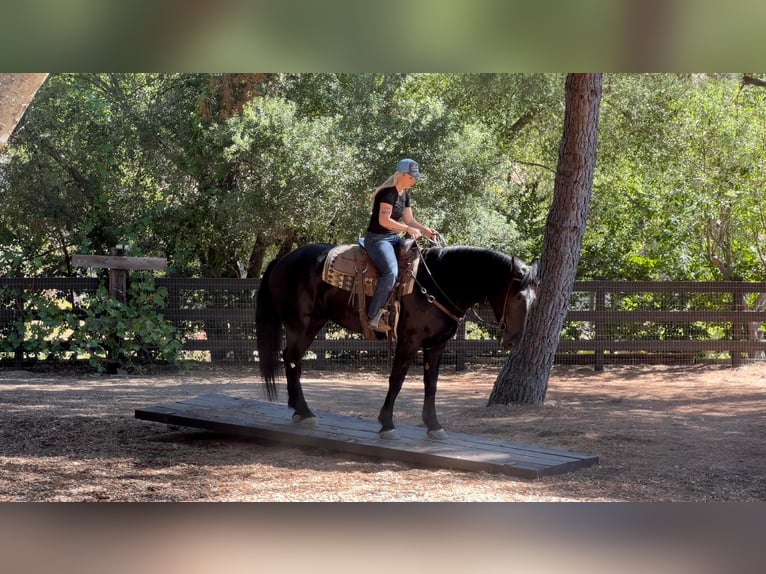Fries paard Mix Ruin 7 Jaar 173 cm Zwart in Joshua, TX
