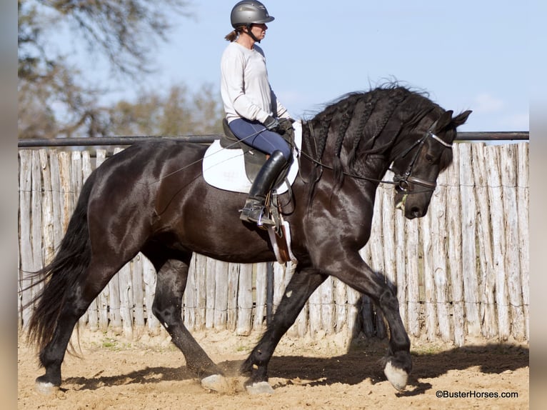 Fries paard Ruin 7 Jaar 175 cm Zwart in Weatherford TX