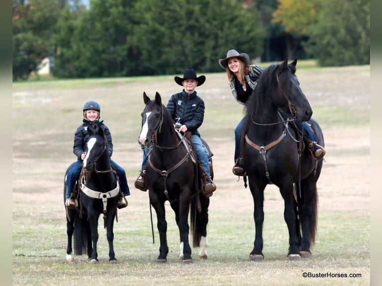 Fries paard Ruin 7 Jaar 175 cm Zwart in Weatherford TX