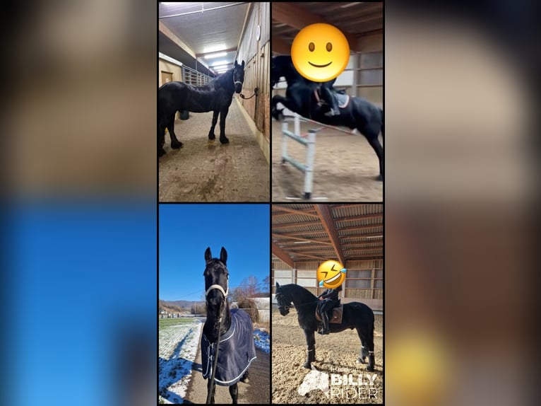 Fries paard Ruin 7 Jaar in Amsterdam