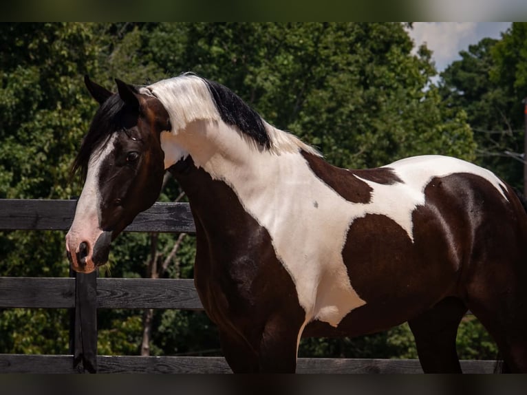 Fries paard Mix Ruin 7 Jaar Gevlekt-paard in Clover