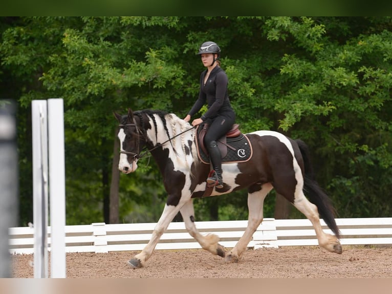 Fries paard Mix Ruin 7 Jaar Gevlekt-paard in Clover