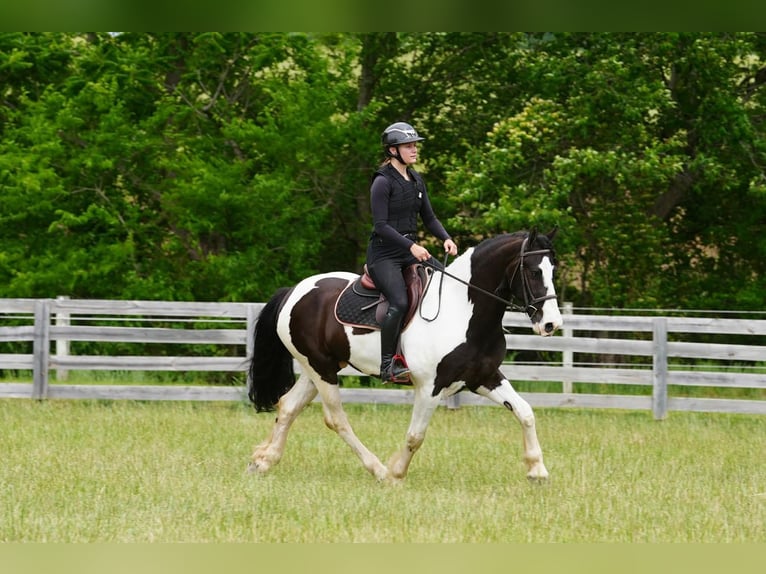 Fries paard Mix Ruin 7 Jaar Gevlekt-paard in Clover