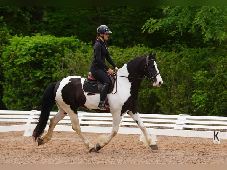 Fries paard Mix Ruin 7 Jaar Gevlekt-paard in Clover