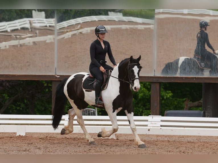 Fries paard Mix Ruin 7 Jaar Gevlekt-paard in Clover