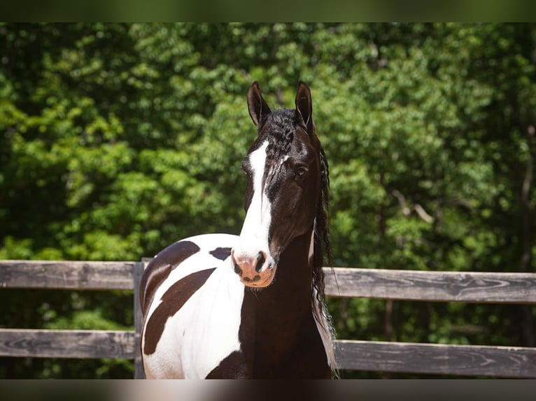 Fries paard Mix Ruin 7 Jaar Gevlekt-paard in Clover