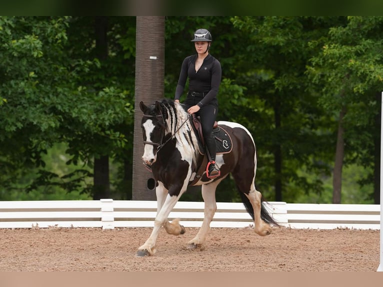 Fries paard Mix Ruin 7 Jaar Gevlekt-paard in Clover