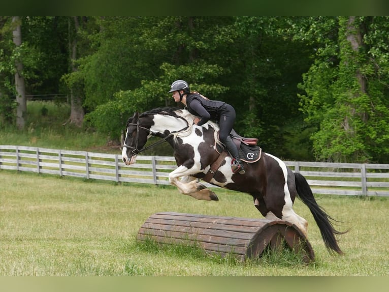 Fries paard Mix Ruin 7 Jaar Gevlekt-paard in Clover