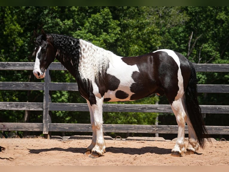 Fries paard Mix Ruin 7 Jaar Gevlekt-paard in Clover