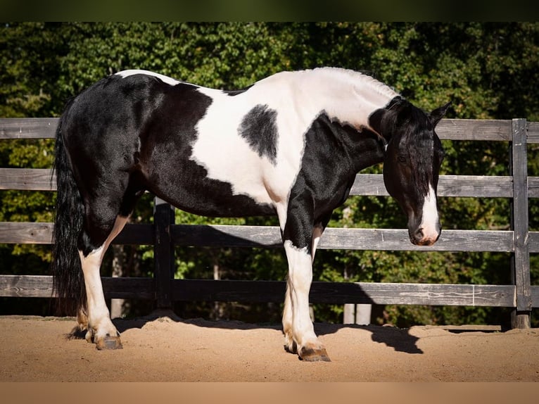 Fries paard Mix Ruin 7 Jaar Gevlekt-paard in Clover