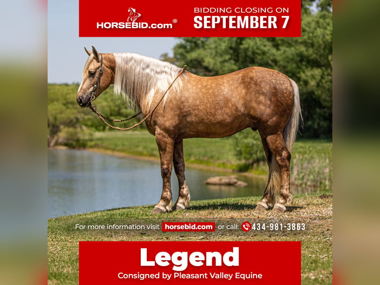 Fries paard Mix Ruin 7 Jaar Palomino in Robards